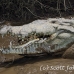 crocodile_american_tar_h_1530_cos2533.jpg